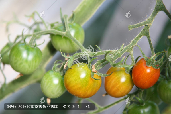 西紅柿成熟的植物
