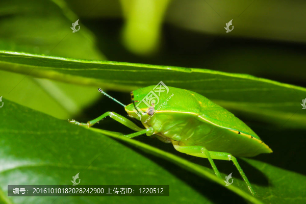 綠蝽或盾蟲（Nezara,viridula）。