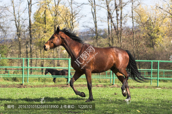 棕色的馬