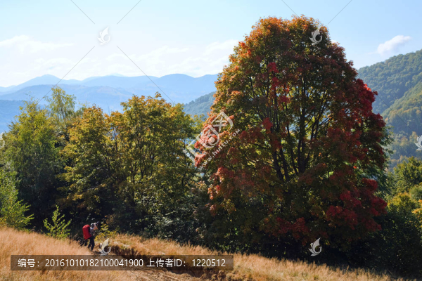 攝影師和秋天的山