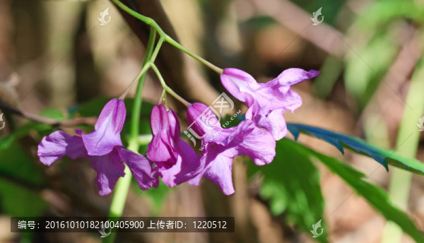 小春藍(lán)花（宏）