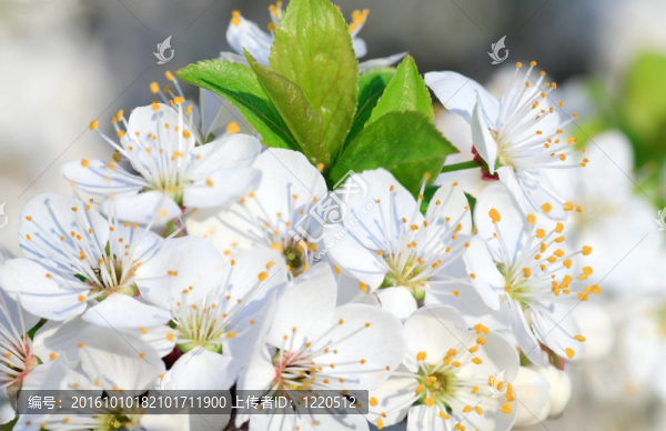 白色開花的櫻桃樹