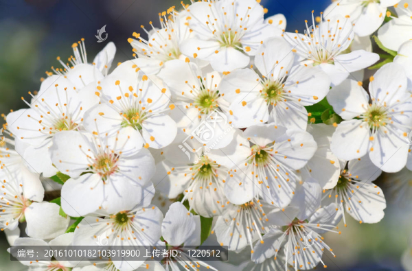 白色開(kāi)花的櫻桃樹(shù)
