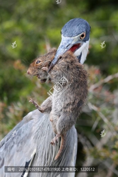 蒼鷺鳥鼠喙