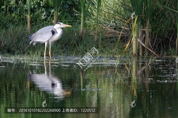蒼鷺