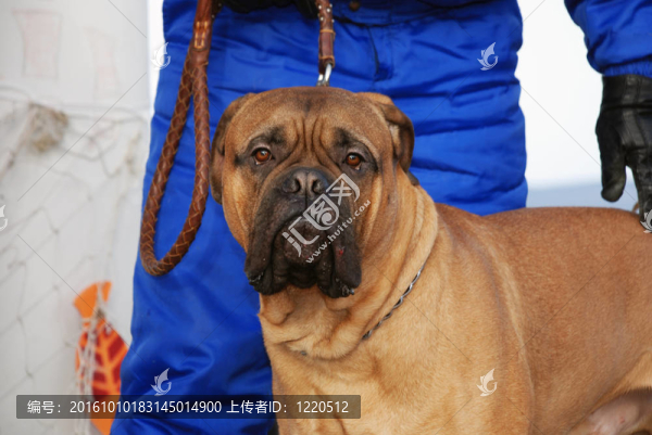 狗