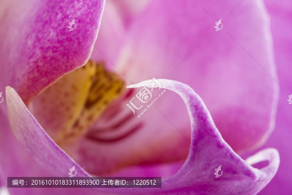 miltoniopsis蘭花