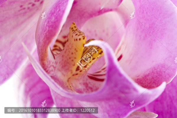 miltoniopsis蘭花