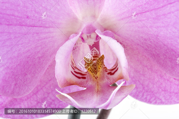 miltoniopsis蘭花