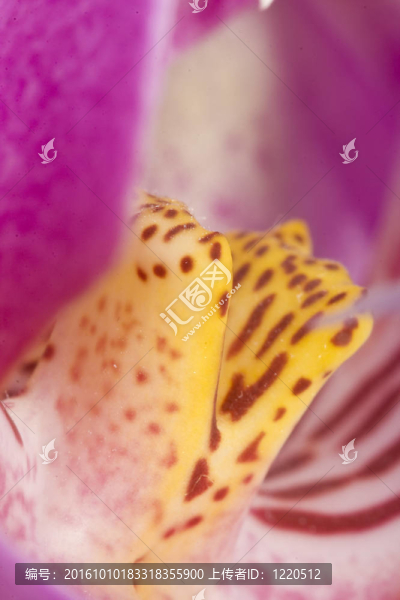 miltoniopsis蘭花