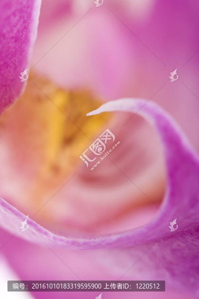 miltoniopsis蘭花
