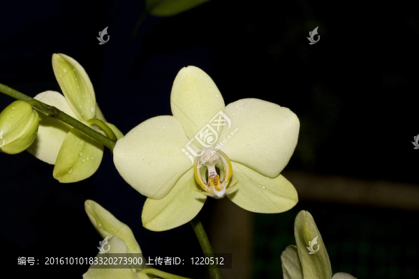 蝴蝶蘭