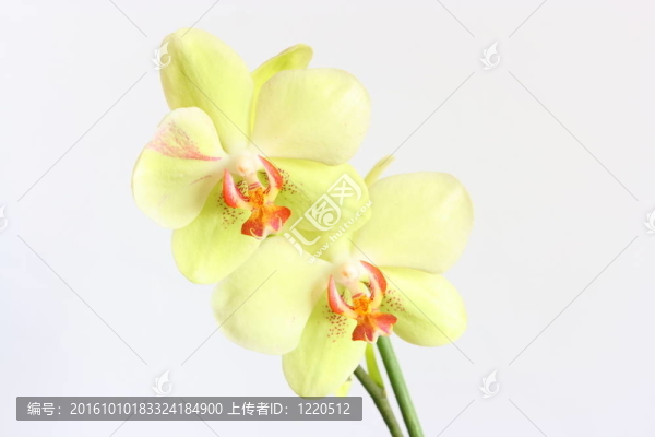 蝴蝶蘭