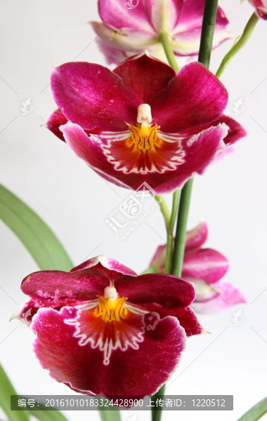 miltoniopsis蘭花