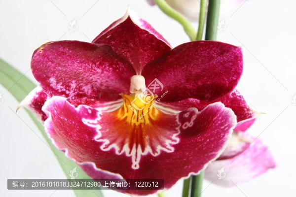 miltoniopsis蘭花
