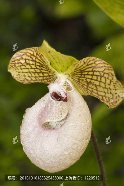 杓蘭屬的蘭花
