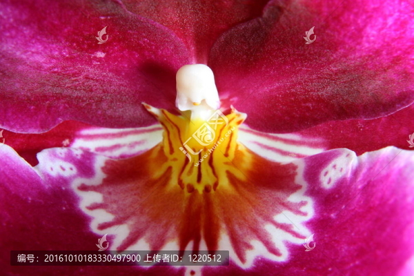 miltoniopsis蘭花
