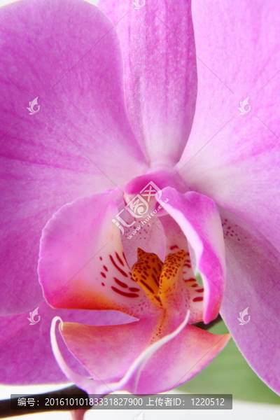 miltoniopsis蘭花