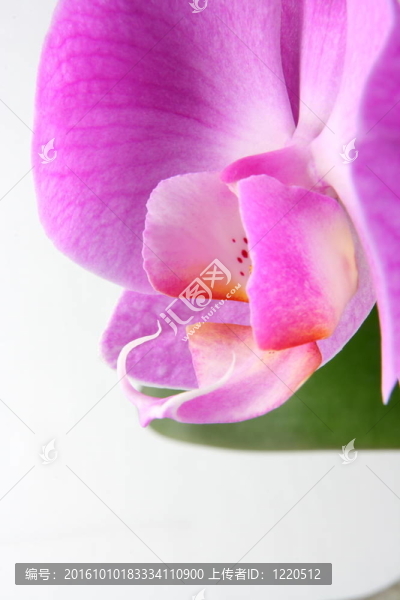 miltoniopsis蘭花