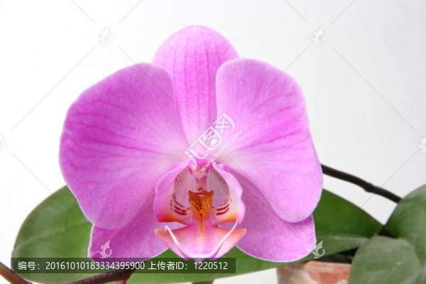 miltoniopsis蘭花