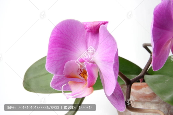 miltoniopsis蘭花