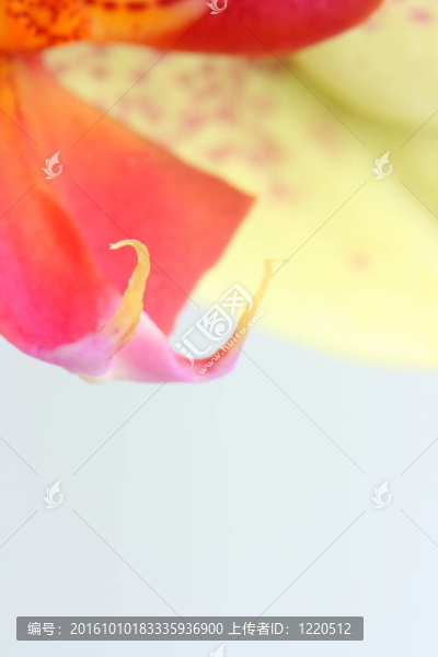 蝴蝶蘭