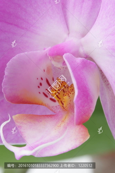 miltoniopsis蘭花
