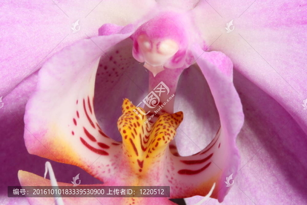 miltoniopsis蘭花