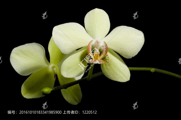 蝴蝶蘭