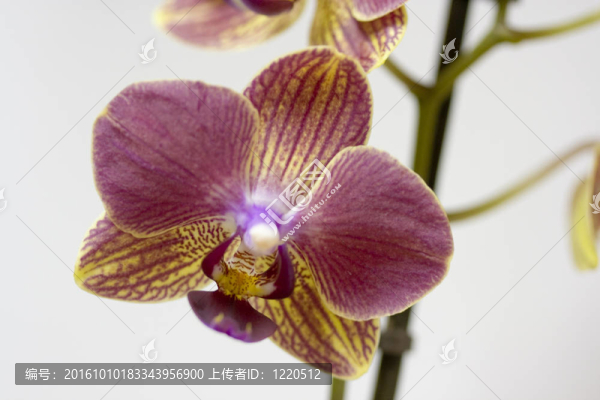 miltoniopsis蘭花