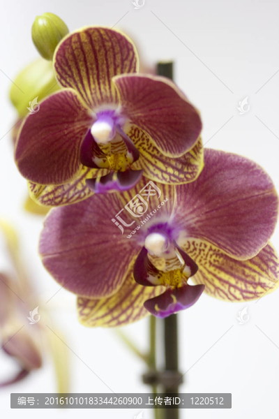 miltoniopsis蘭花