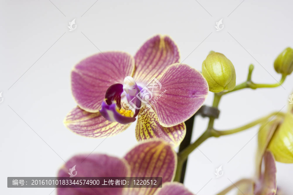 miltoniopsis蘭花