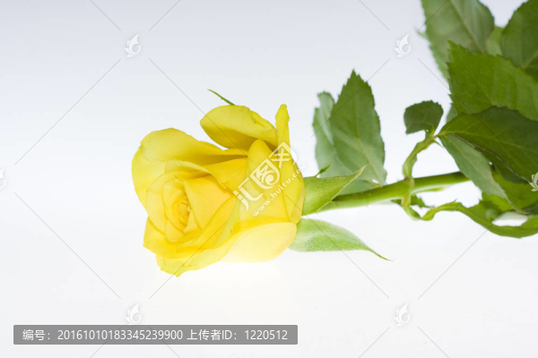 玫瑰