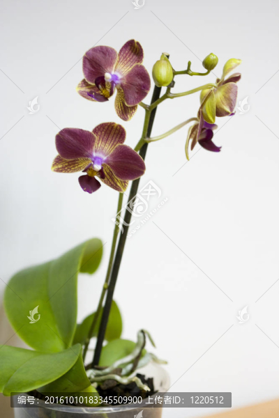 miltoniopsis蘭花