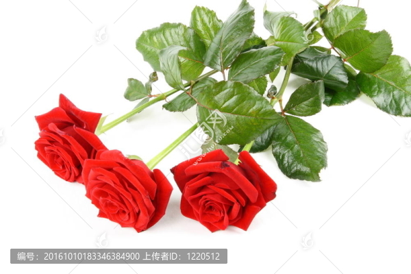 紅玫瑰