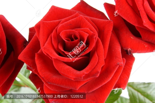 紅玫瑰