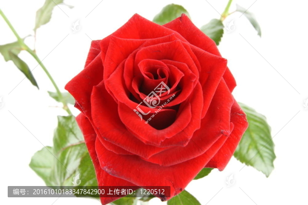 紅玫瑰