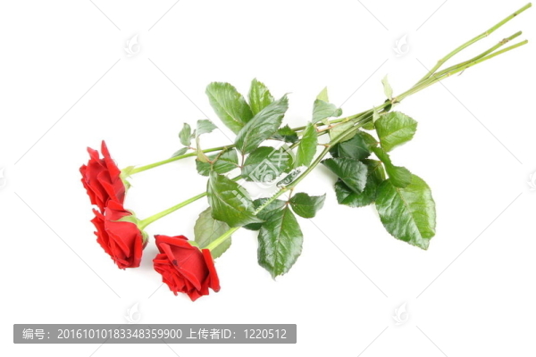 紅玫瑰