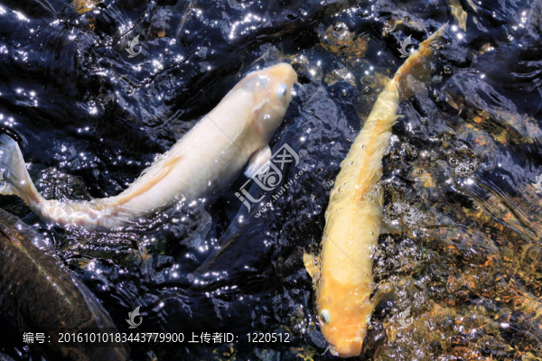 錦鯉