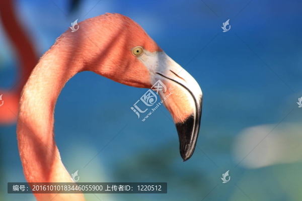 火烈鳥