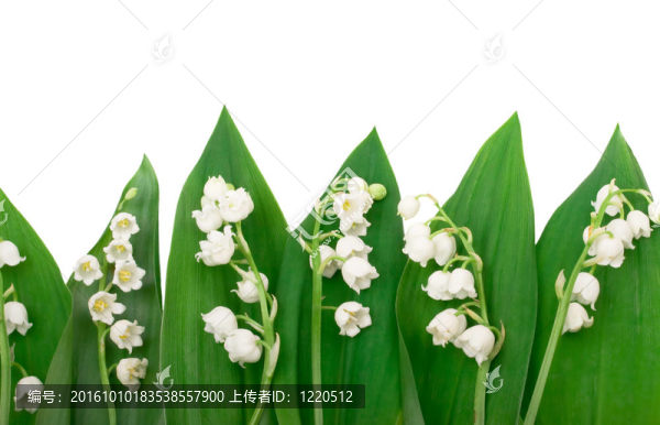 白色背景下的山谷百合花