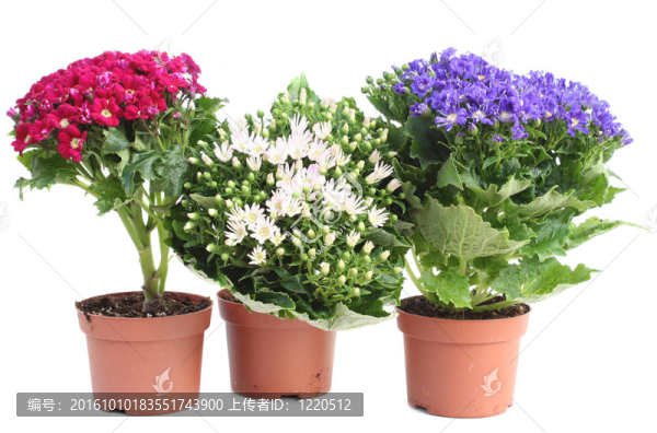 三瓜葉菊