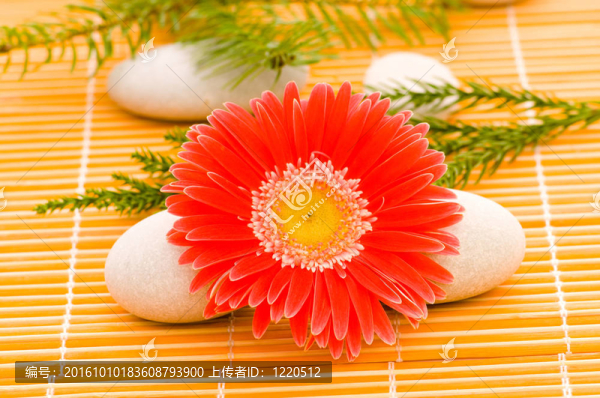 紅色花和堆棧的溫泉卵石
