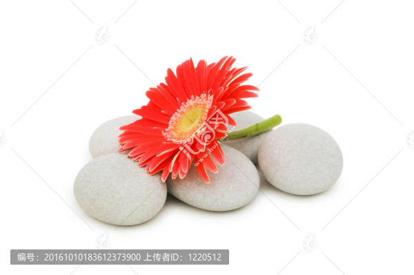 紅色花和堆棧的溫泉卵石