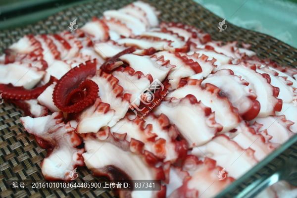 大章魚