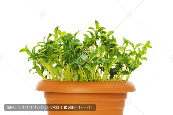 在粘土罐中生長(zhǎng)的綠色幼苗