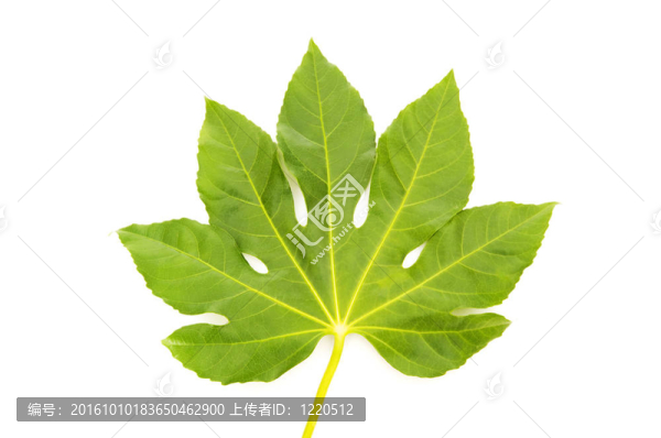 在白色的上分離的綠色無花果葉