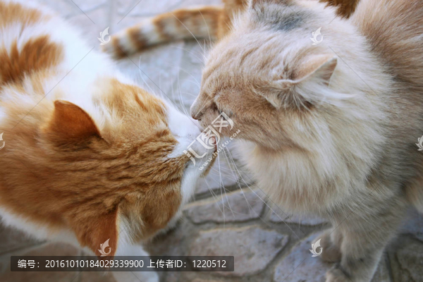 接吻貓