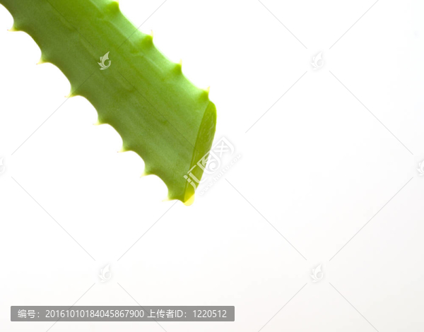 蘆薈鮮切片