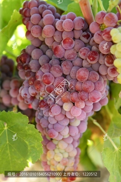 紅酒紅葡萄場(chǎng)